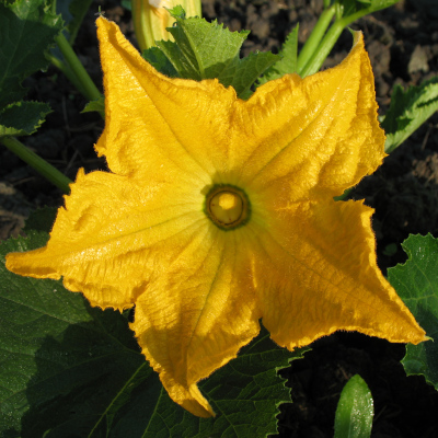 bloem courgette